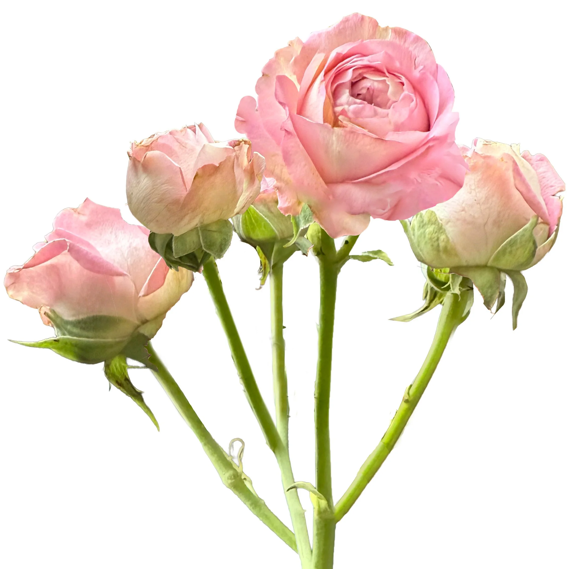 Princess Garden Roses